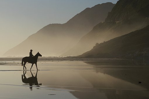 重慶自考動物醫學